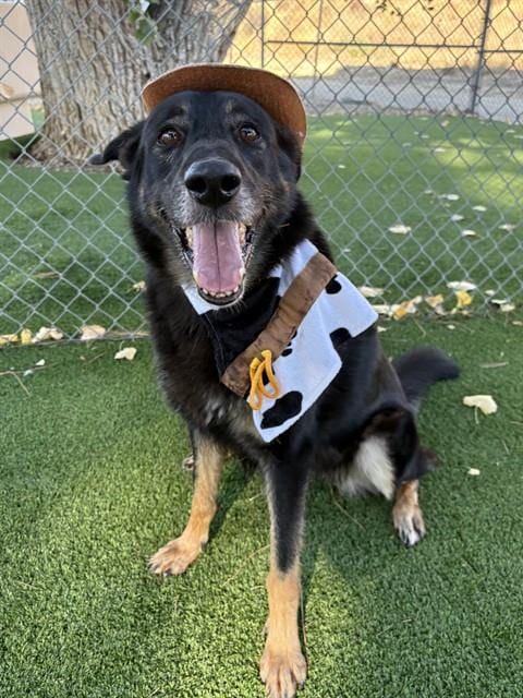 Photo of Jamie, adoptable German Shepherd Dog in Castaic, California