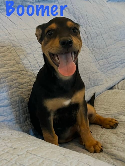 Photo of Boomer, adoptable Rottweiler in Pipe Creek, Texas