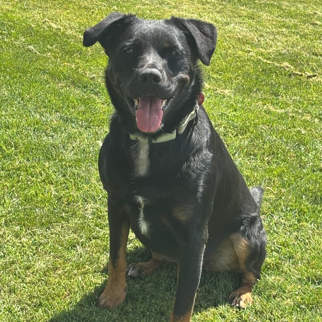 Photo of Osa, adoptable Mixed Breed (Large) in Medford, Oregon