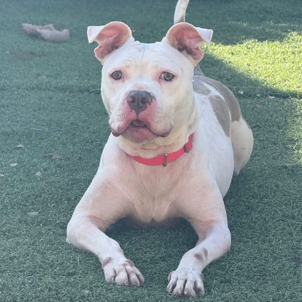 Photo of Priscilla"Prissy", adoptable Terrier, Pit Bull / Mix in Weatherford, Texas
