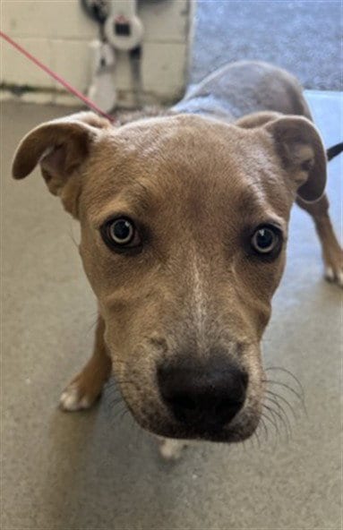Photo of Mckenna, adoptable Pit Bull Terrier in San Bernardino, California