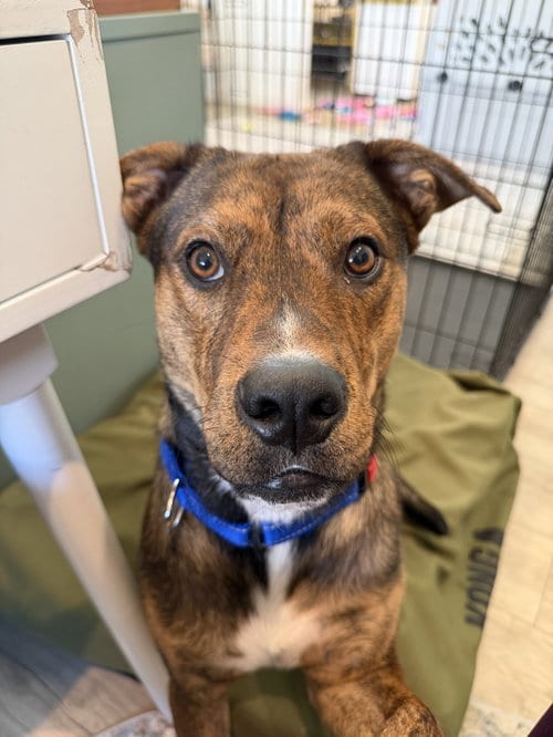 Photo of Adam, adoptable German Shepherd Dog in The Woodlands, Texas
