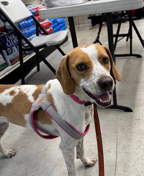 Photo of Tess, adoptable Hound in Arlington, Virginia