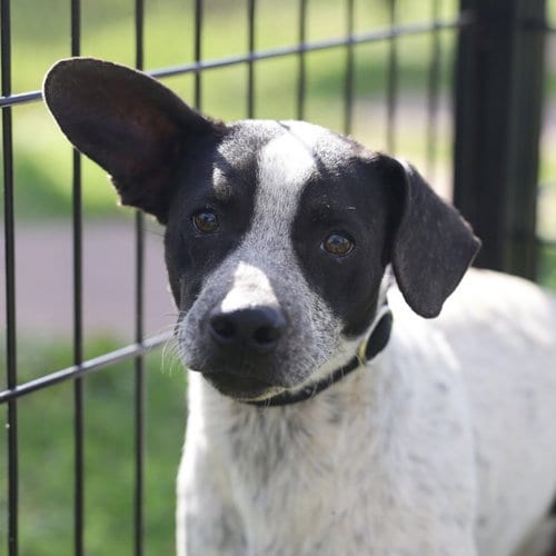 Photo of Ziggy, adoptable Terrier in San Antonio, Texas