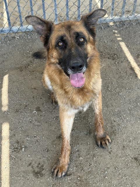 Photo of Alfred, adoptable German Shepherd Dog in Riverside, California