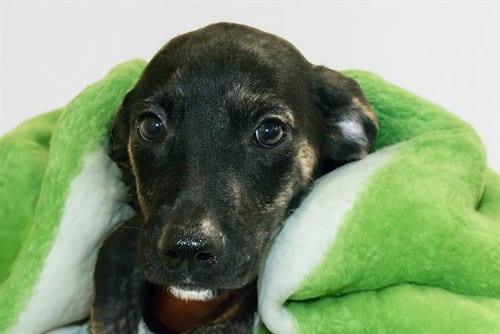 Photo of George, adoptable Labrador Retriever in Ft Lauderdale, Florida
