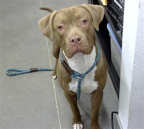 Photo of Chopper, adoptable American Pit Bull Terrier in Mesa, Arizona