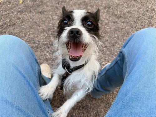 Photo of Levi, adoptable Cairn Terrier in Mesa, Arizona