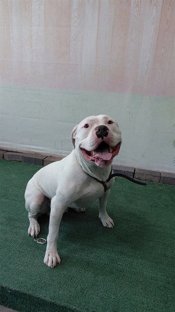 Photo of Chapo, adoptable Pit Bull Terrier in Baldwin Park, California