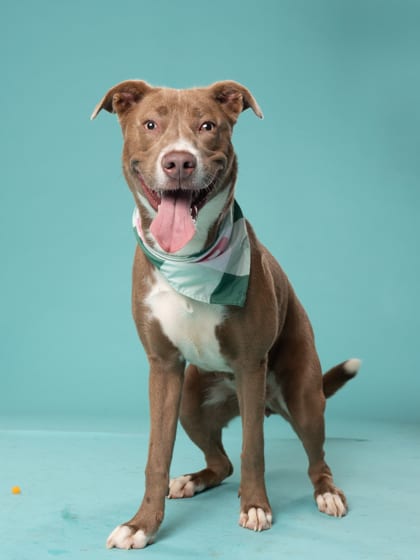 Photo of Pippa, adoptable dog in Atlanta, Georgia
