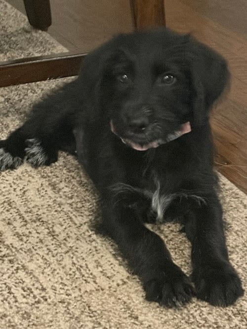 Photo of Brooke (B Squad), adoptable Labrador Retriever in Brewster, New York