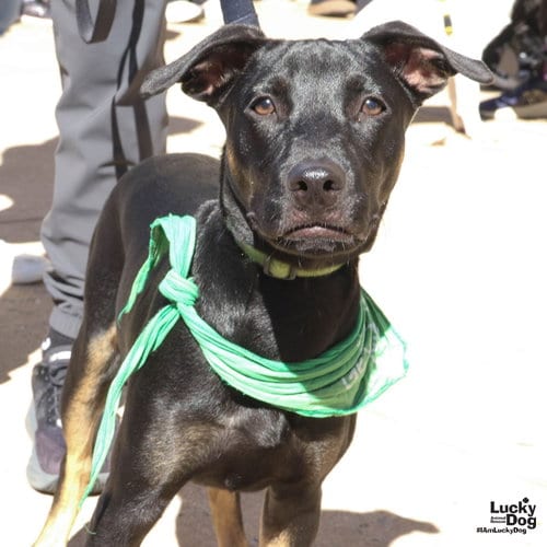 Photo of Blackie, adoptable Labrador Retriever in Washington, District of Columbia