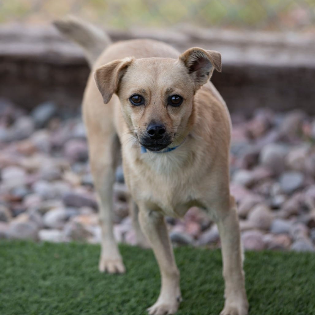 Photo of Tanner (AG26-212), adoptable Chihuahua / Mix in Colorado Springs, Colorado