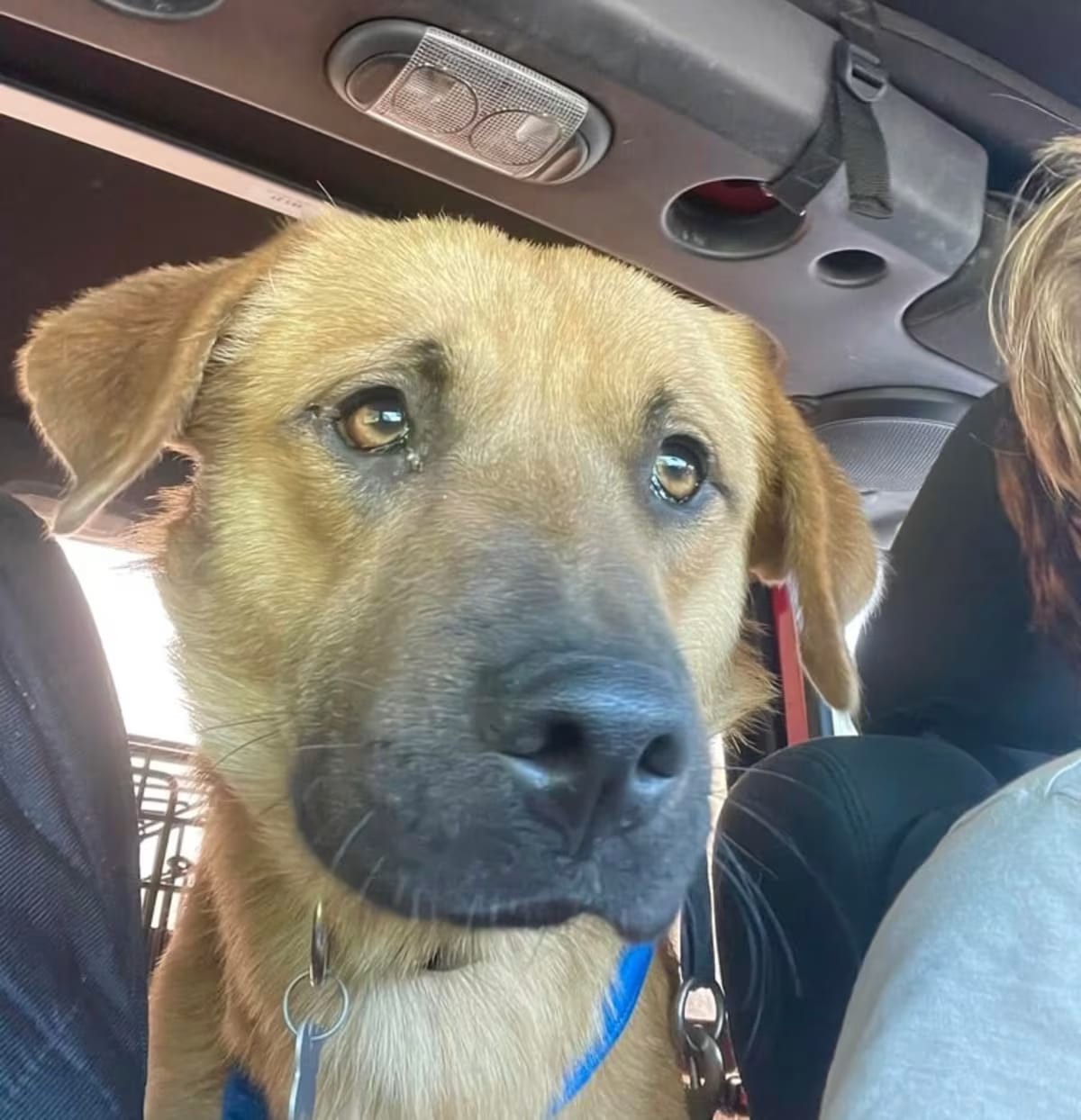 Photo of Frankie, adoptable German Shepherd Dog/Golden Retriever in Monroe, North Carolina