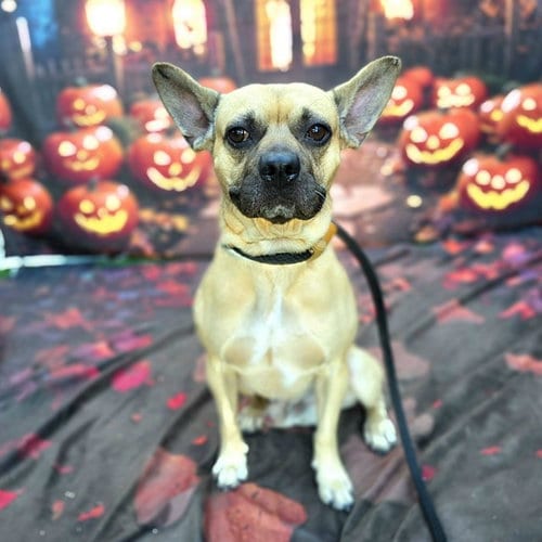Photo of Paulie, adoptable French Bulldog in Long Beach, California