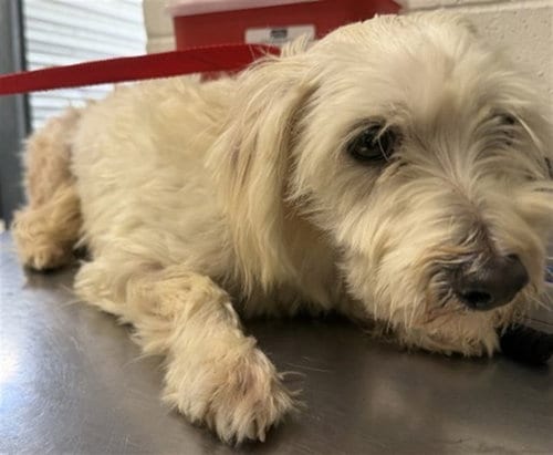 Photo of Ghoul, adoptable Maltese in San Bernardino, California