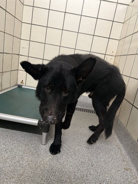Photo of Midnight, adoptable German Shepherd Dog in Pasadena, Texas