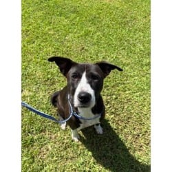 Photo of Zola, adoptable American Pit Bull Terrier in Baton Rouge, Louisiana