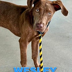 Photo of Wesley, adoptable Labrador Retriever Catahoula Leopard Dog in EAST FALMOUTH, Massachusetts