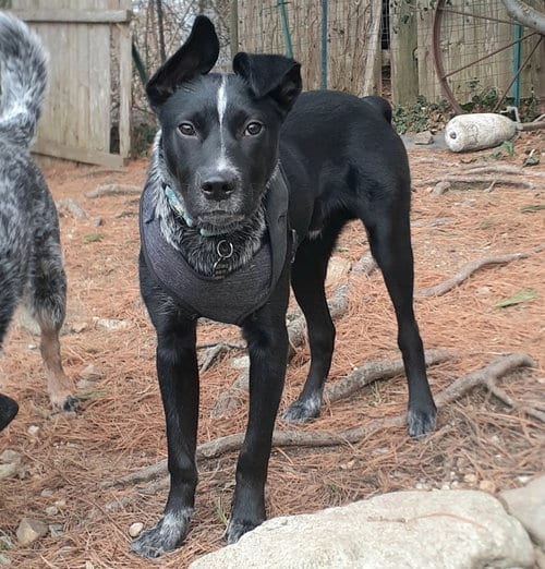 Photo of Jax, adoptable Australian Cattle Dog/Blue Heeler in Garden City, New York