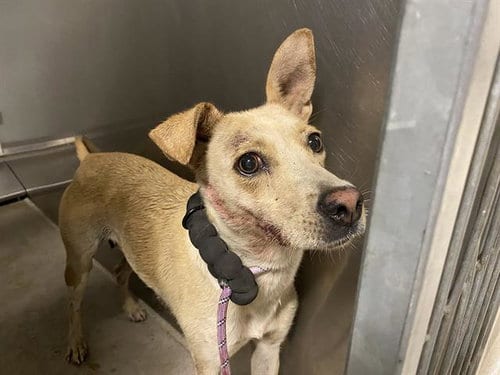 Photo of Squirrel, adoptable German Shepherd Dog in Modesto, California