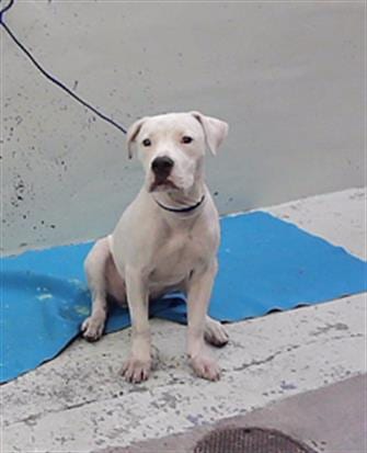Photo of A2101773, adoptable Staffordshire Bull Terrier in Houston, Texas