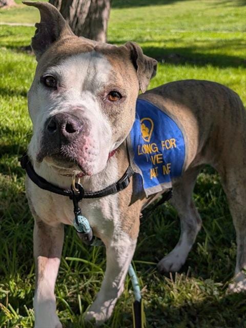 Photo of Princess, adoptable American Pit Bull Terrier in Albuquerque, New Mexico
