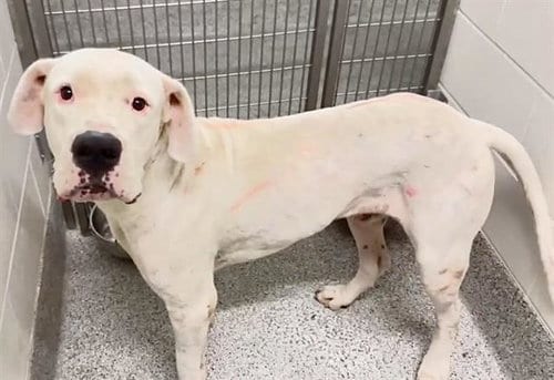 Photo of A662244, adoptable American Pit Bull Terrier in Houston, Texas