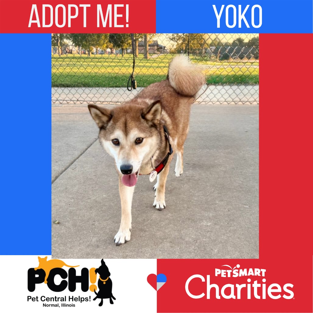 Photo of Yoko, adoptable Shiba Inu in Normal, Illinois
