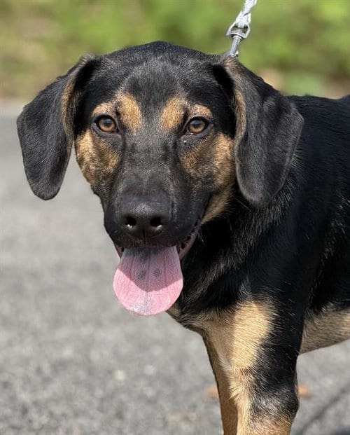 Photo of Brando, adoptable German Shepherd Dog in Canfield, Ohio