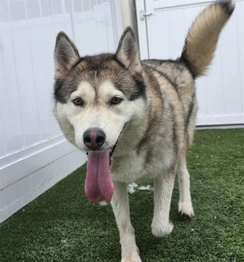 Photo of A139182, adoptable Siberian Husky in Palmetto, Florida