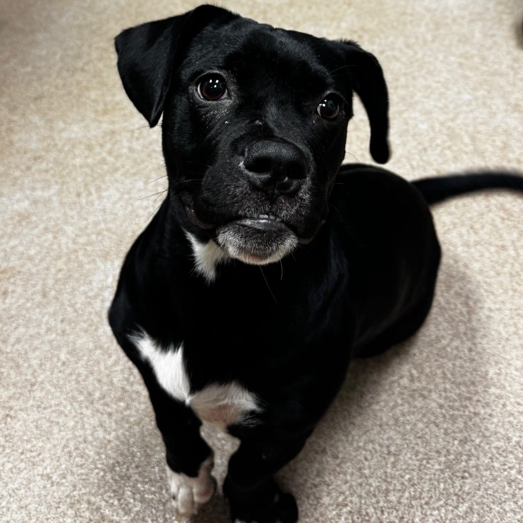 Photo of Penelope, adoptable Pug / Mixed Breed (Medium) in Hinesville, Georgia