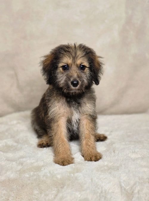 Photo of Atlas, adoptable Yorkshire Terrier Yorkie in Newark, Delaware