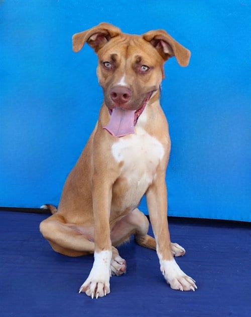 Photo of Max, adoptable Pit Bull Terrier in Baldwin Park, California