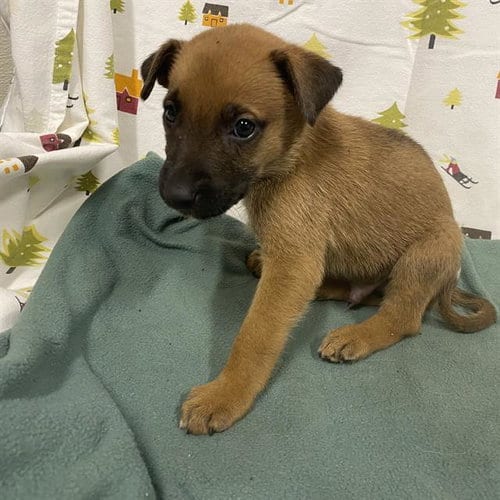 Photo of A614385, adoptable German Shepherd Dog in Modesto, California