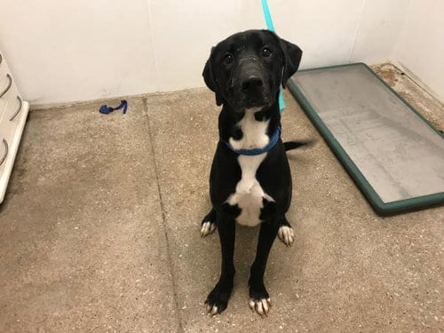 Photo of Goofy, adoptable Labrador Retriever in Lawrence, Kansas