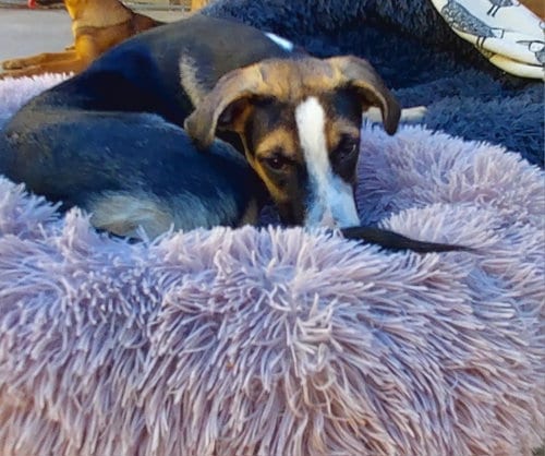 Photo of Archie, adoptable Border Collie in Cherry Valley, California