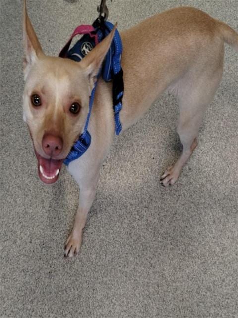Photo of Mr Mango, adoptable Chihuahua in Alameda, California