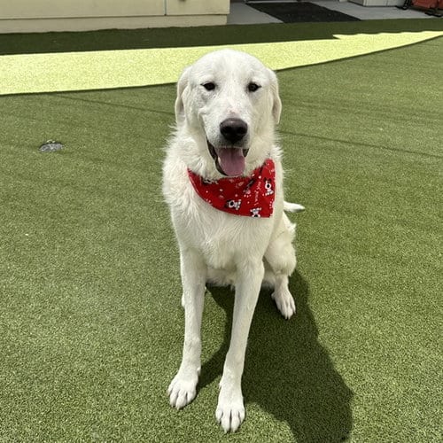 Photo of Duke, adoptable Great Pyrenees in Castaic, California