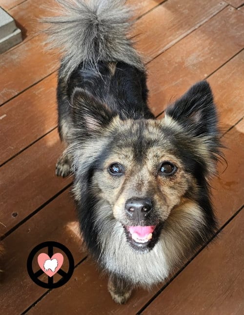 Photo of George, adoptable Pomeranian in Lebanon, Pennsylvania