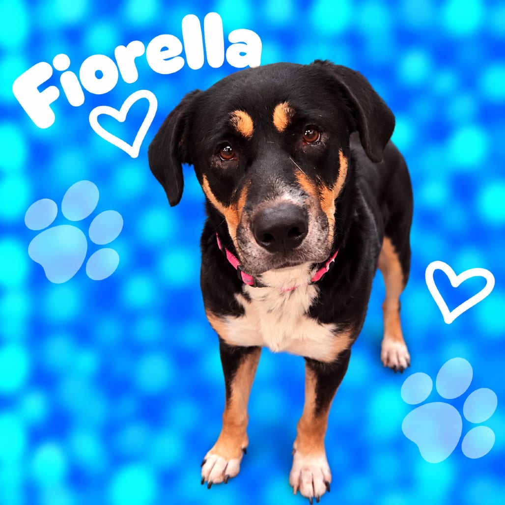 Photo of Fiorella/Scooter Gooch, adoptable Mixed Breed (Medium)