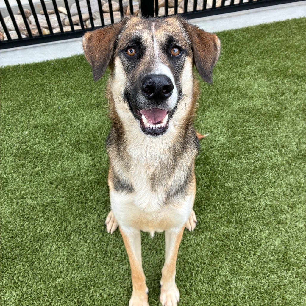 Photo of Stacie, adoptable Shepherd, Anatolian / Shepherd, German in Spartanburg, South Carolina