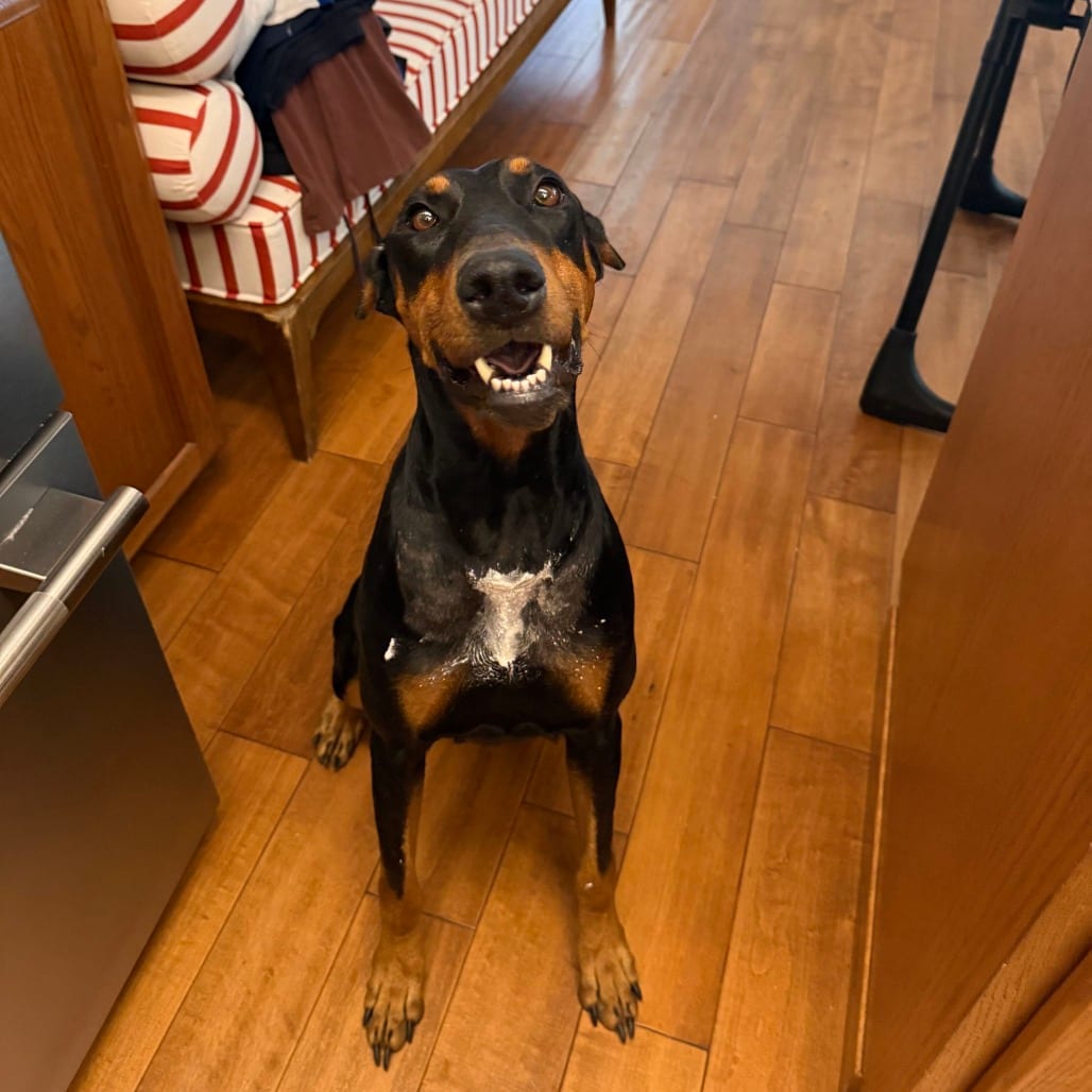 Photo of Meadow, adoptable Pinscher, Doberman / Mixed Breed (Large) in California, California