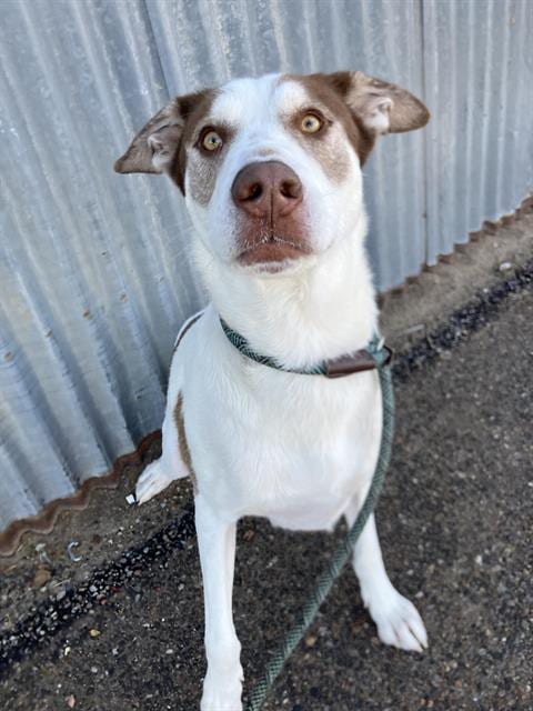 Photo of Max, adoptable Labrador Retriever mix in Albuquerque, New Mexico