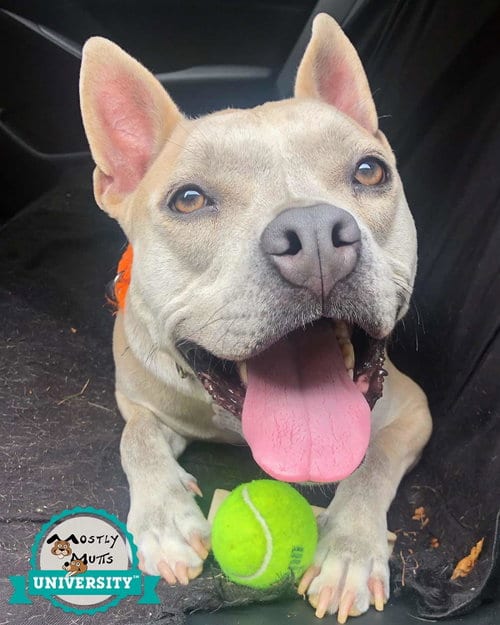 Photo of Victor, adoptable Bulldog in Kennesaw, Georgia