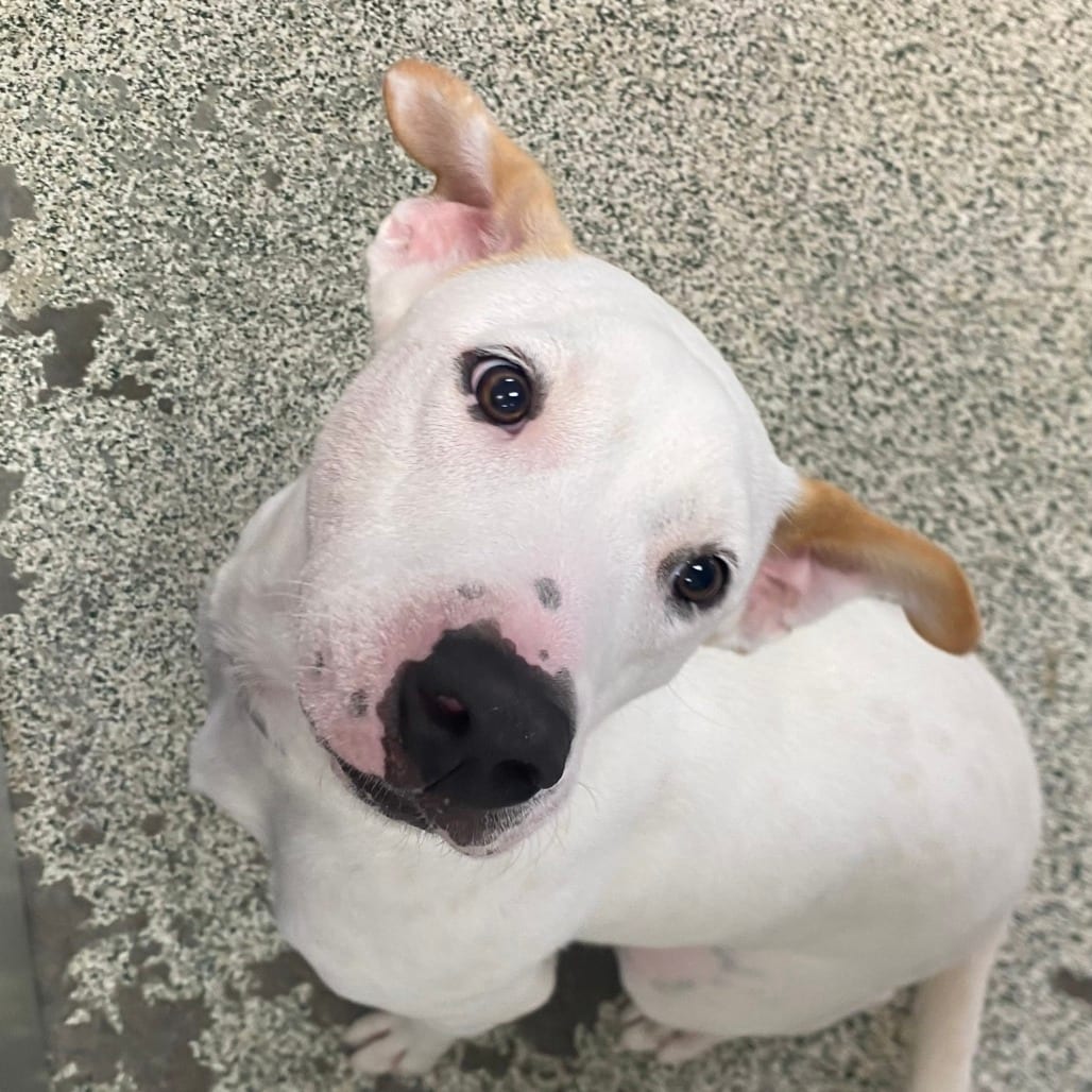 Photo of Lilo, adoptable Mixed Breed (Medium) in Houston, Texas