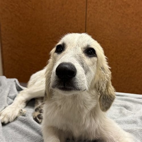 Photo of Bambi, adoptable Great Pyrenees in Rancho Cucamonga, California