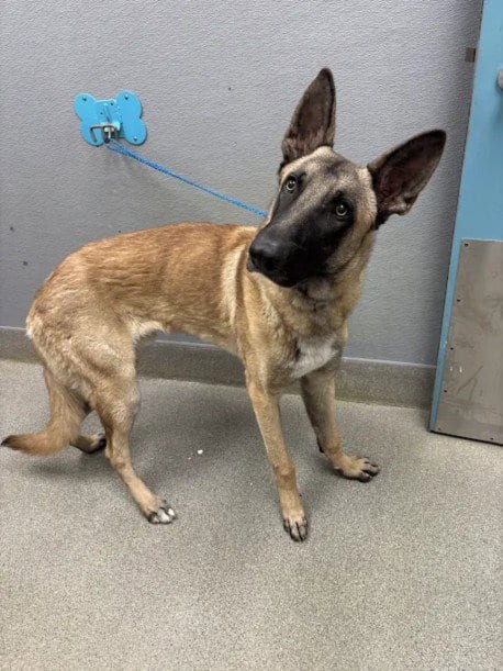 Photo of Skywalker, adoptable German Shepherd Dog in Las Vegas, Nevada