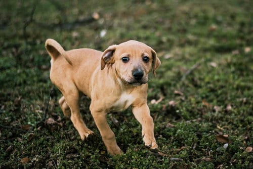Photo of Tommey, adoptable Unknown breed in Shelburne, Vermont
