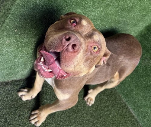 Photo of Brownie, adoptable Staffordshire Bull Terrier in Lancaster, California